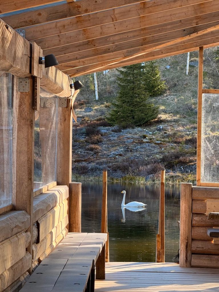 Joutsen uimassa Linnakallion metsälammessa.